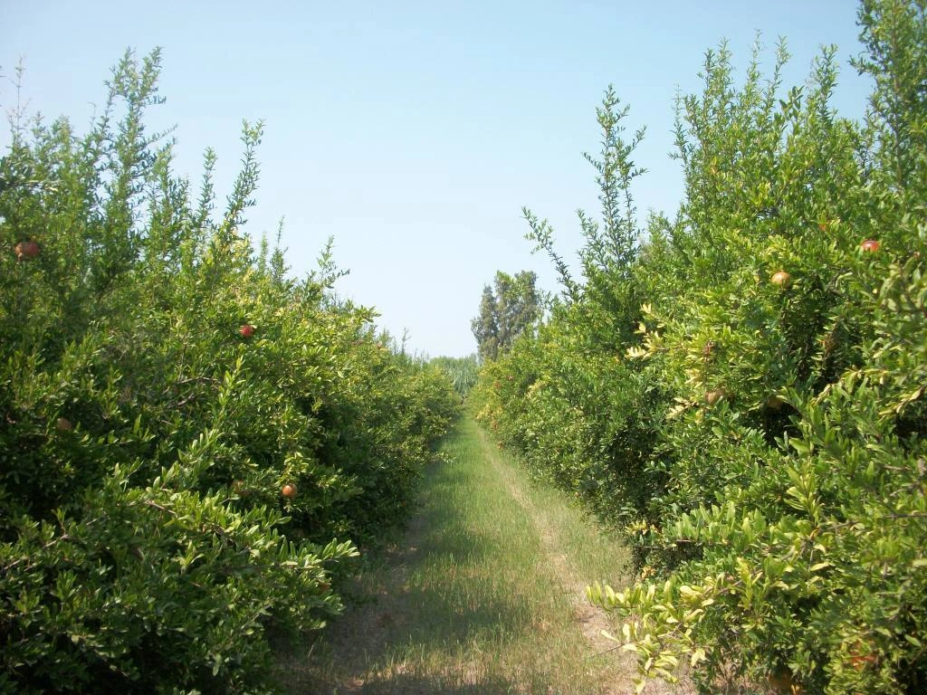 Basak Tarim Pomegranet33