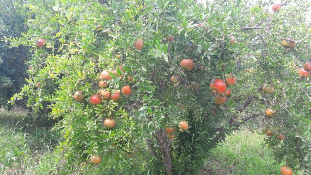 Basak Tarim Pomegranet34