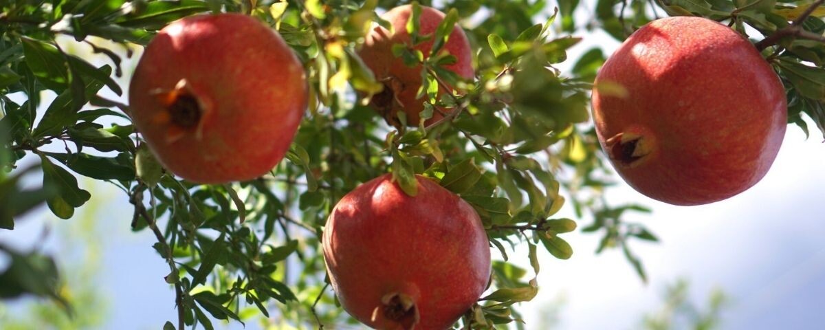 New website 1200 x 480 (18)