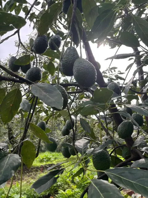ORA Avova 6 Tree