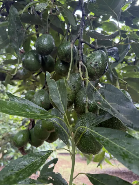 ORA Avova 7 Tree