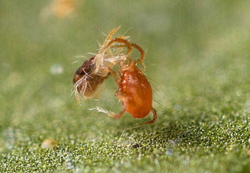 Spider Mites