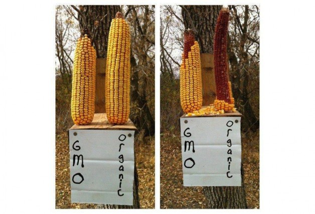 difference between gmo and organic food