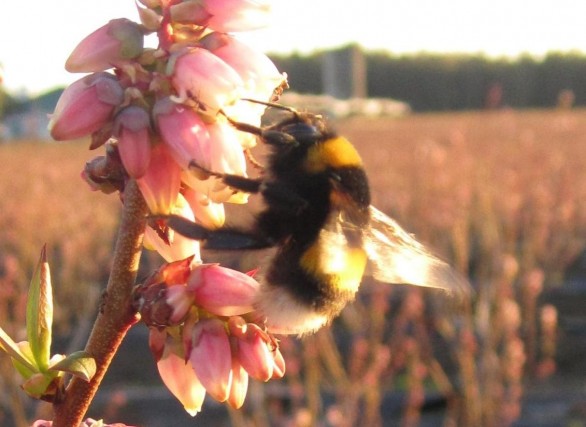 How does organic benefit biodiversity? | www.natureandmore.com