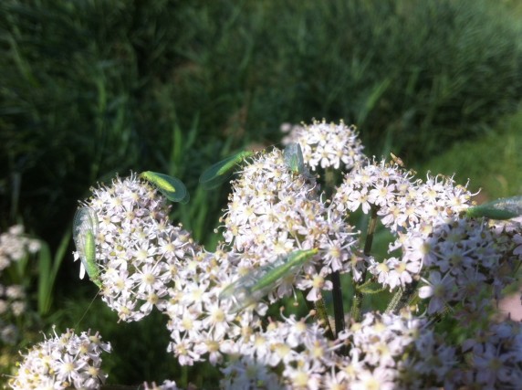 Plant identification white flowers