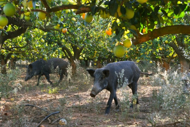 Altijd Wereldbol relais Gerasimos Karantinos | www.natureandmore.com