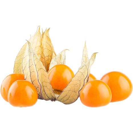 Physalis Www Natureandmore Com
